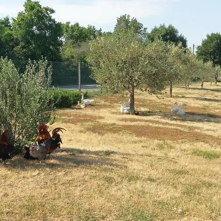 Family Friendly House With A Swimming Pool Popovici, Zagora - 14074 Ferienhaus Benkovac